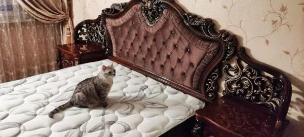 Кровать 1,8м Джоконда, корень дуба глянец, Эра в Москве купить в интернет магазине - 5 Китов